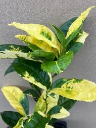 Image result for Camellia sinensis