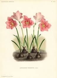 Image result for Zephyranthes minuta
