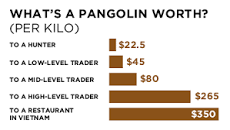 Image result for How Much Is Pangolin In south Africa