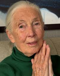 Last week we celebrated Jane Goodall's 90th birthday in San Francisco with  numerous fans, supporters, and dear friends. Dave Matthews, a longtime  friend of Jane's performed for those gathered, singing and wishing