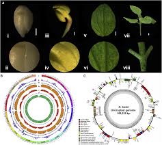 Image result for Gossypioides kirkii