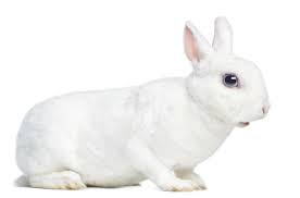 Mini Rex Rabbit