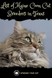 4boys and 4girls born 15.10. Maine Coon Cat Breeders In Texas Kittens Cats For Sale Upgrade Your Cat