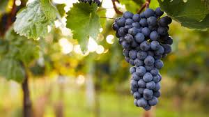 Autumn grape vine grape vine autumn vine autumn grape leaves nature fall grapes season yellow high definition picture red background green color orange leaf tree colorful fruit fruits park garden flower bloom wallpaper blue spring flora beautiful water raisins trees abstract flowers maple holland autumn. How To Train And Prune Grapevines