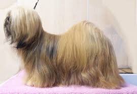 Lhasa Apso Wikipedia