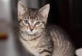 They have got fair complexion, glowing skin, slim bodies, tall personalities, and above all the best, and the most admirable feature of these women is their hair. European Shorthair Cat Personality And Behavior Pettime