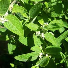 Image result for Lippia
