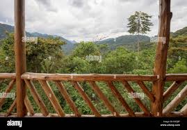 Image result for Brazzeia longipedicellata