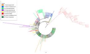 Image result for Trisetopsis elongata