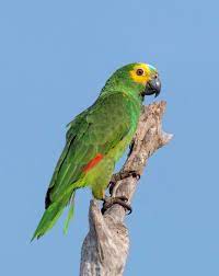 An amazon parrot's mood is one of the easiest to read among parrot species because it is excellent at expressing itself through its body language: Turquoise Fronted Amazon Wikipedia