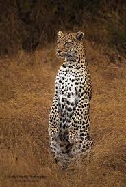 A Leopard With Some Pretty Good Posture Small Wild Cats Big Cats Animals Beautiful