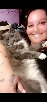 Found stray cat near Cracker Barrel Smokey Park Hwy