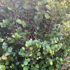 Image result for Chrysobalanus icaco