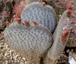 It is ingeniously using my opuntia cactus as its home and its food source. Introduction To Opuntias The Signature Cactus Genus Dave S Garden