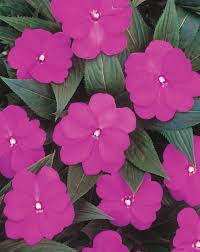 Impatiens necrotic spot virus is the most. Pin On Pet Friendly Plants