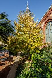 Image result for Halesia