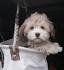 Havapoo (Havanese X Poodle Mix) Info, Temperament, Puppies ...