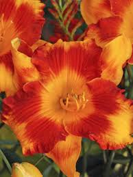 This wild little number brings the jungle right to your backyard. Hemerocallis Adorable Tiger Bluestone Perennials