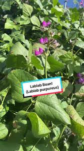 Image result for Lablab purpureus