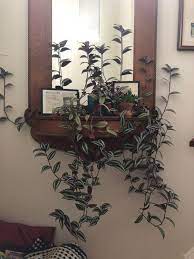 Check spelling or type a new query. My Wandering Dude Does Like To Wander Houseplants