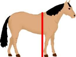 Horse Height Hands Conversion Chart