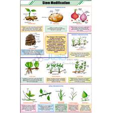 Reproduction In Plants Chart Jlab