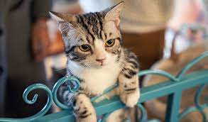 kak koshki nahodyat dorogu domoj