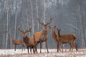 Do fellow permies with blueberry bushes, do you have a fence around them or have you experienced any deer chowing down on your blueberry bushes? Deer Resistant Plants Keeping Animals Out Of The Garden Growing Tips Jolly Lane Greenhouse