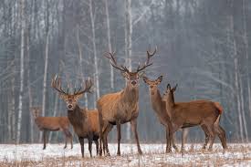 This link is to an external site that may or may not meet accessibility guidelines. Deer Resistant Plants Keeping Animals Out Of The Garden Growing Tips Jolly Lane Greenhouse