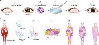 Advances In Stem Cell Research And Therapeutic Development Nature Cell Biology
