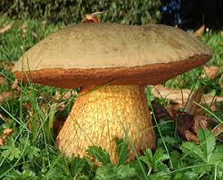 Flockenstieliger Hexenrohrling
