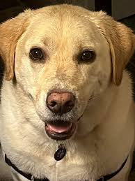 If anyone knows him, please tell him he brings a lot of smiles each morning  ❤️