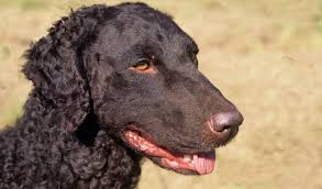 This dog shines in speed, agility, perseverance, and intelligence which are all the reasons it competes in dog sports like flyball. Curly Coated Retriever Breed Information