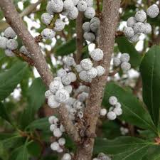 Image result for Myrica serrata