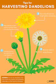 Tips For Harvesting Dandelions Dandelion Dandelion Leaves Healthy Liver