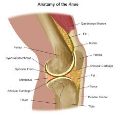 The anterior cruciate ligament prevents the femur from sliding backward on the tibia (or the tibia sliding forward on the femur). Knee Ligament Injuries Stanford Health Care