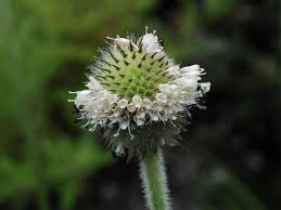 Image result for Dipsacus pinnatifidus