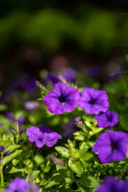 Image result for foto surfínie