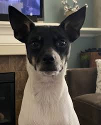 Browse thru thousands of chiweenie dogs for adoption in oregon, usa area, listed by dog rescue organizations and individuals, to find your match. Chihuahua Minpin Chipin Puppy For Adoption Portland Oregon