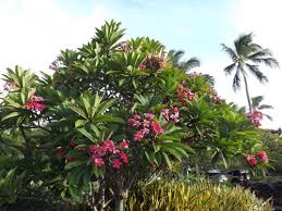 Plumeria Tree Plumeria Tree Garden Trees Plumeria