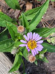 Image result for Asterochaete