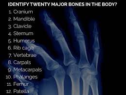 The basic parts of the human body are the head the endocrine system consists of eight major glands that secrete hormones into the blood. Skeletal System By Hannah Rodriguez
