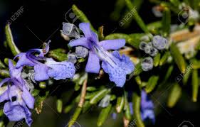 Heirloom heritage open pollinated culinary herb seeds great for organic gardens in canada available from incredible seeds, a canadian seed company located in. Rosmarinus Officinalis Rosemary Evergreen Small Shrub With Stock Photo Picture And Royalty Free Image Image 63539440