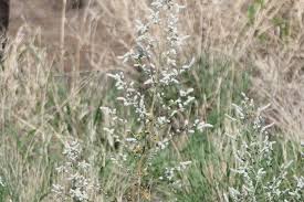 Image result for Aerva leucura