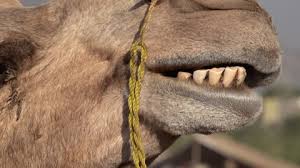 Can be typed on a windows keyboard by holding alt and pressing 0222 on the numeric keypad. Camel Teeth Stock Video Footage 4k And Hd Video Clips Shutterstock