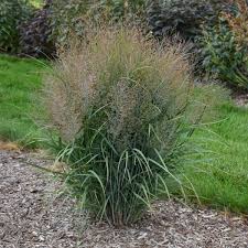 Image result for Panicum gilvum