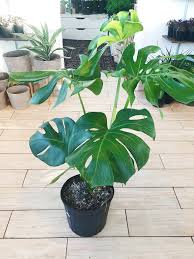 The genus is named from the latin word for monstrous or abnormal. Monstera Deliciosa Philodendron Split Leaf Botaniful