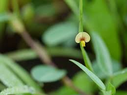 Image result for Zornia pratensis