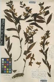 Image result for Brachycorythis rhodostachys