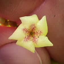 Image result for Tabernanthe elliptica